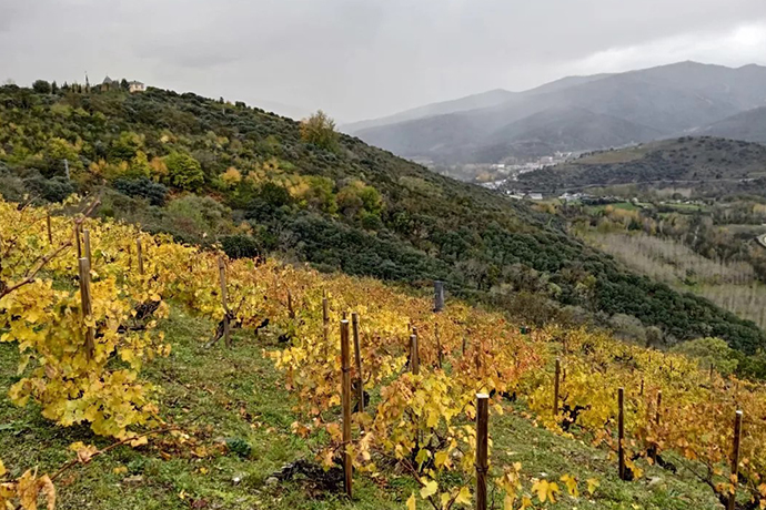 viñedo Pago de los Abuelos